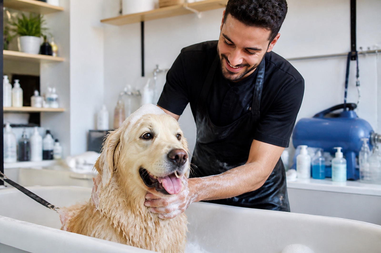 Toilettage chien & chat — bain & coupe
